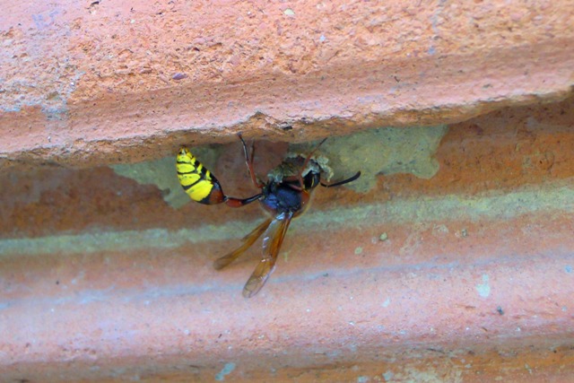 Delta unguiculatum? nido